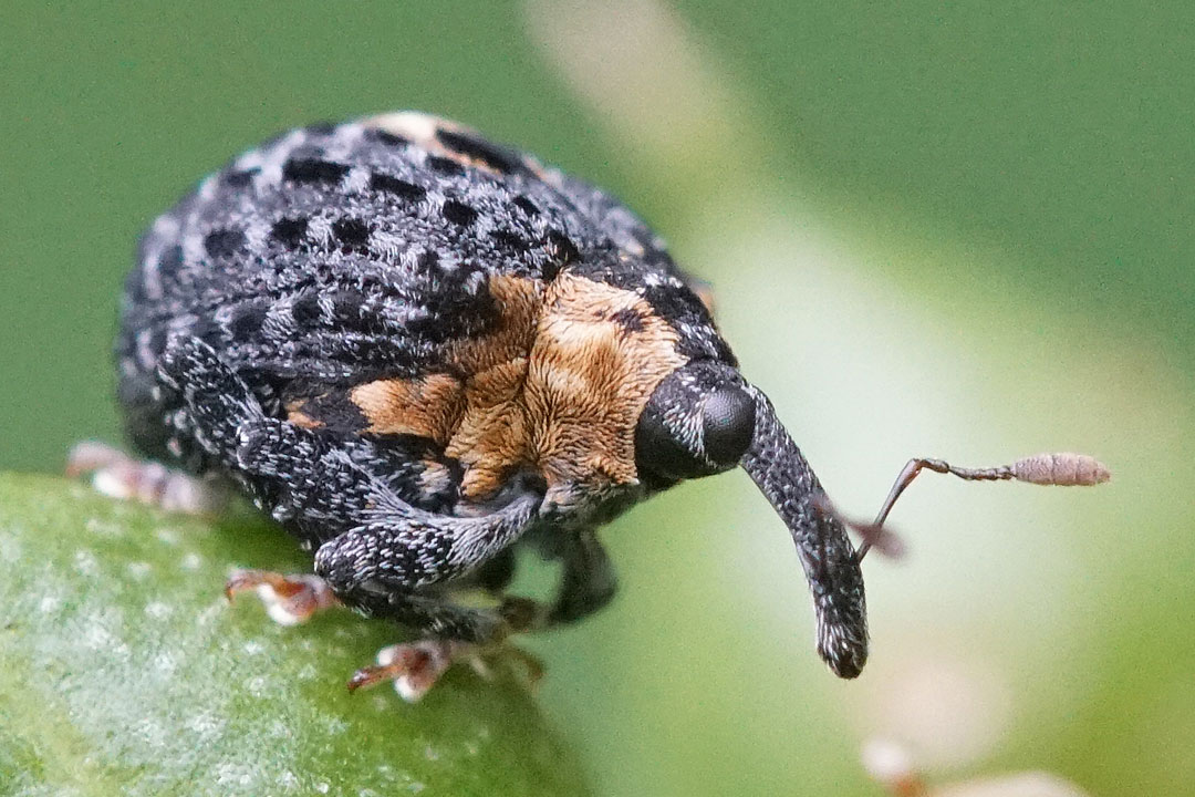 Foto Koos van Brakel